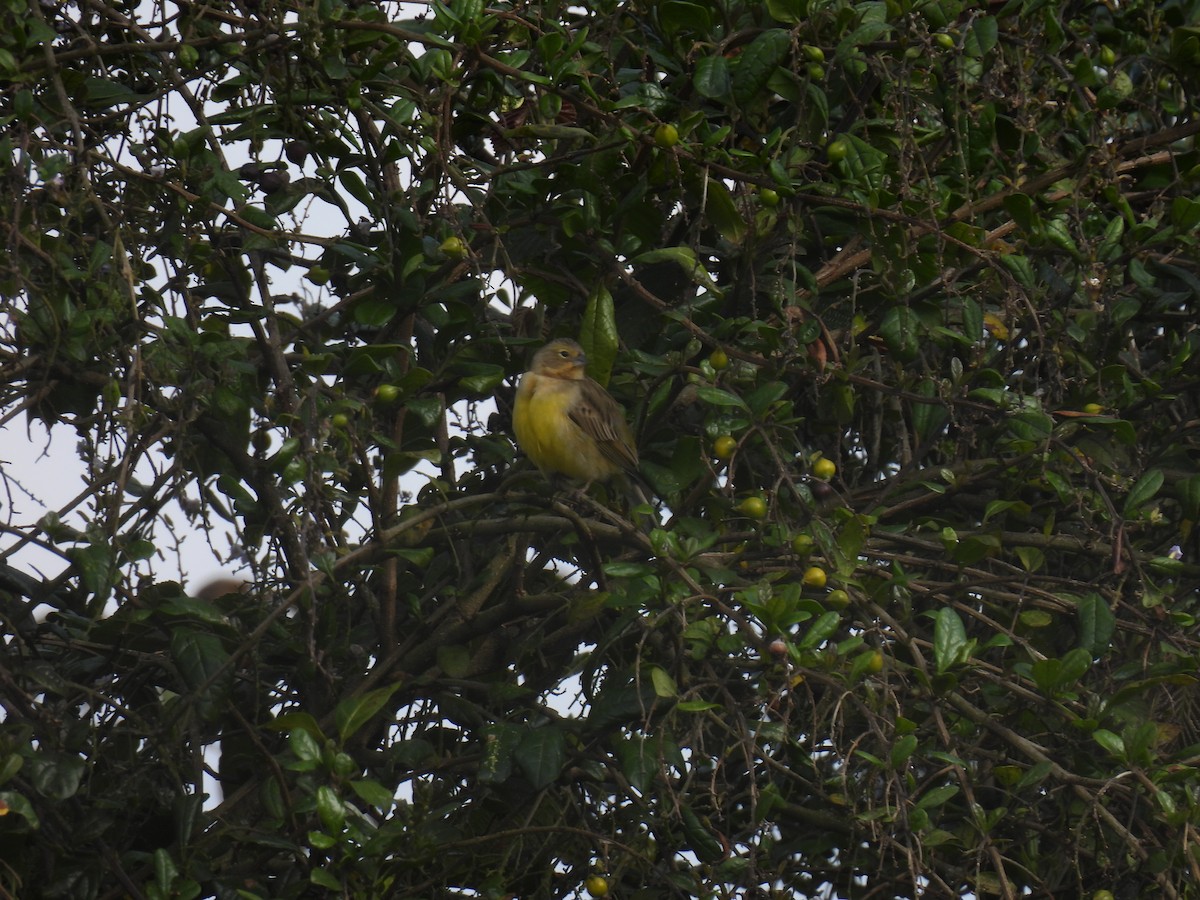 Короткоклювый зерноед - ML645481077