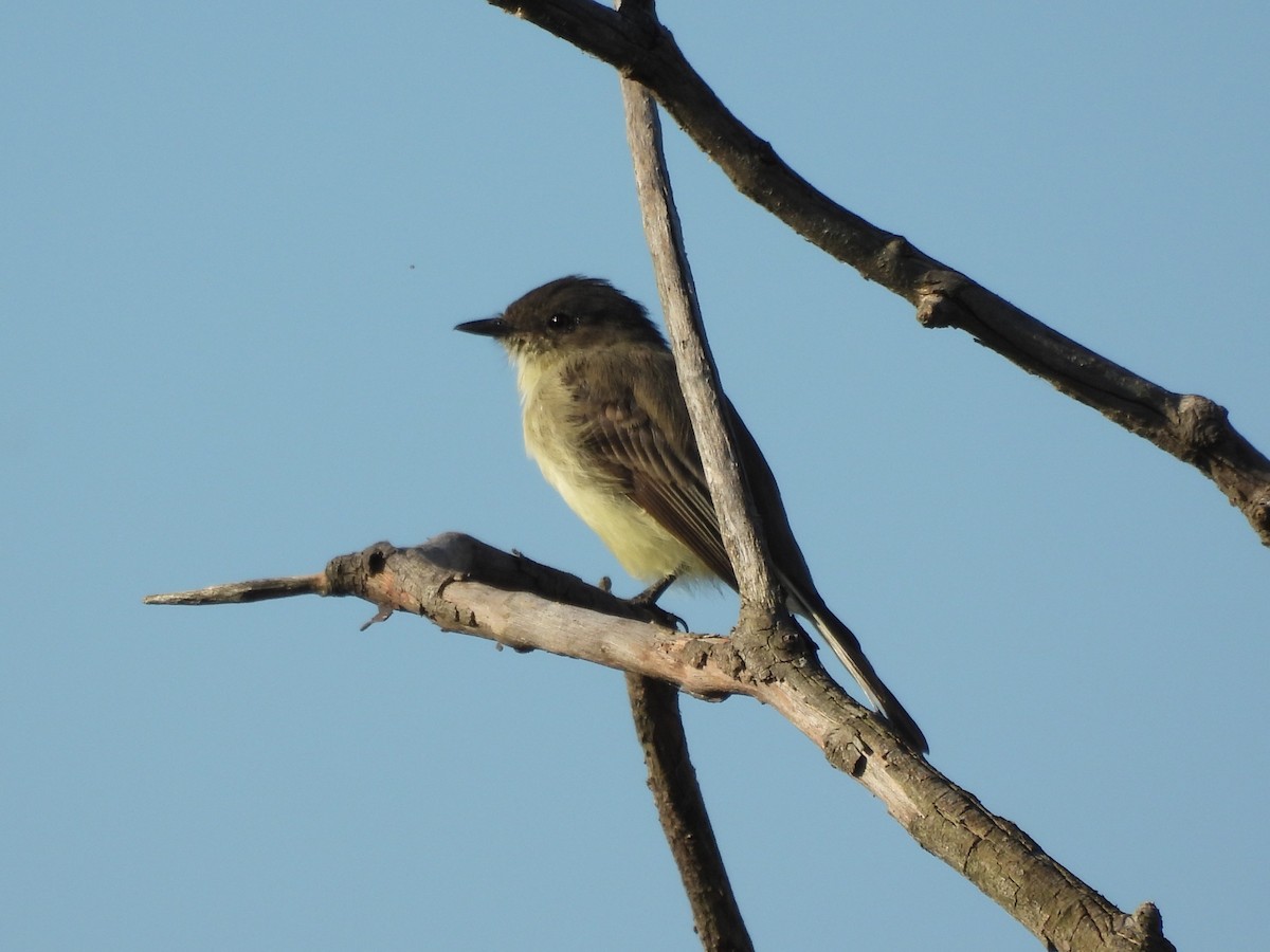 Eastern Phoebe - ML645481078