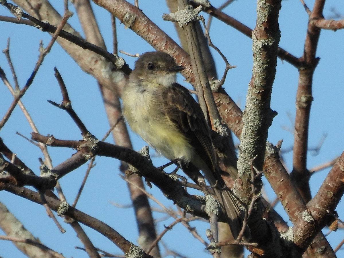 Eastern Phoebe - ML645481079
