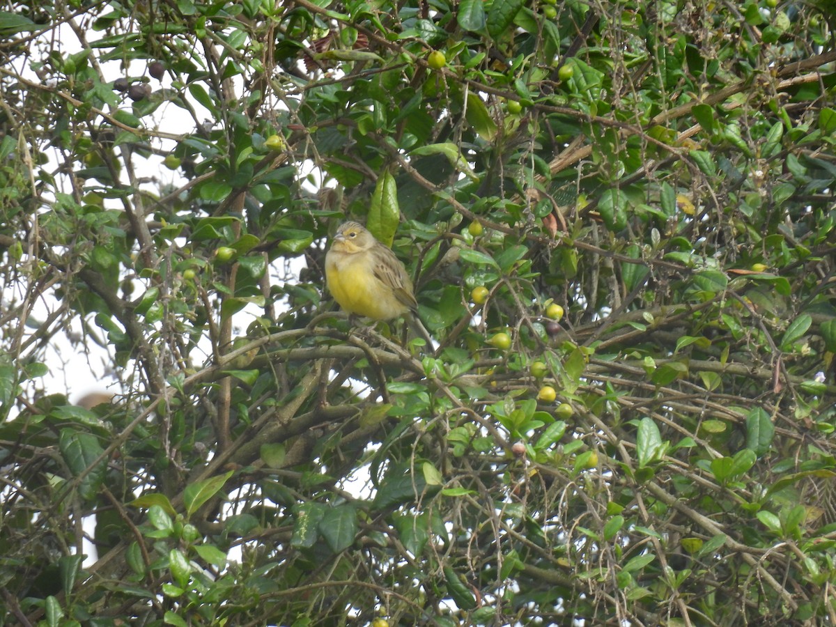 Короткоклювый зерноед - ML645481080