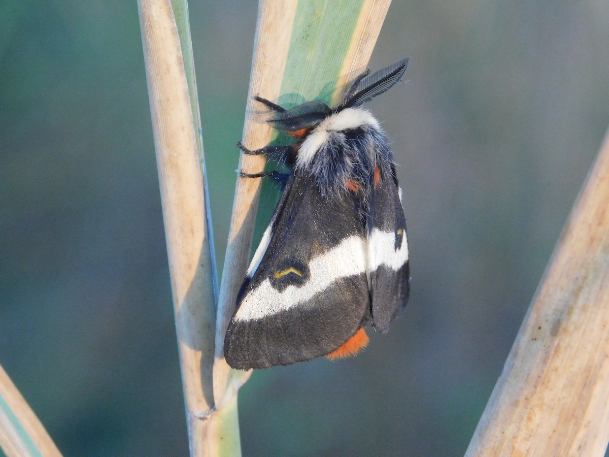 Eastern Buck Moth - ML645481081