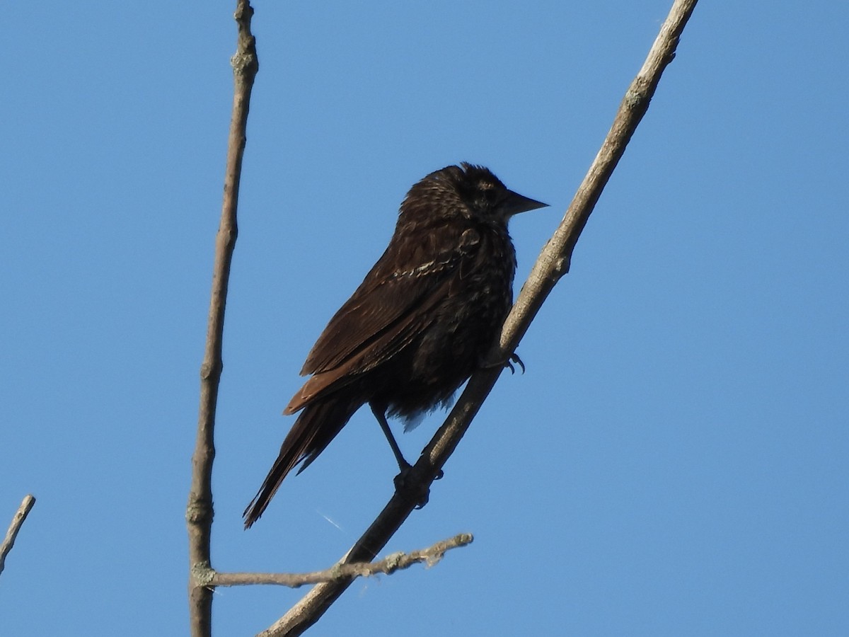 Красноплечий трупиал - ML645481085