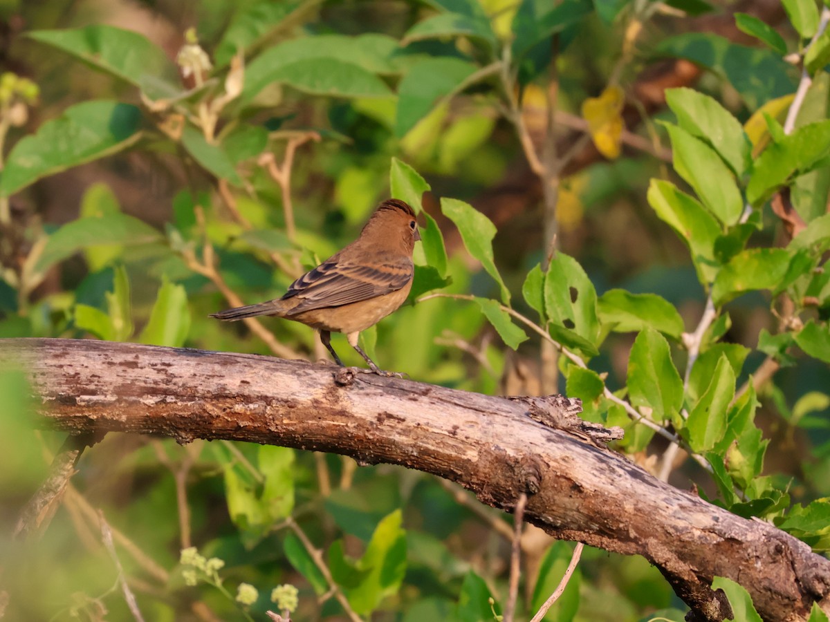 Blue Grosbeak - ML645481089