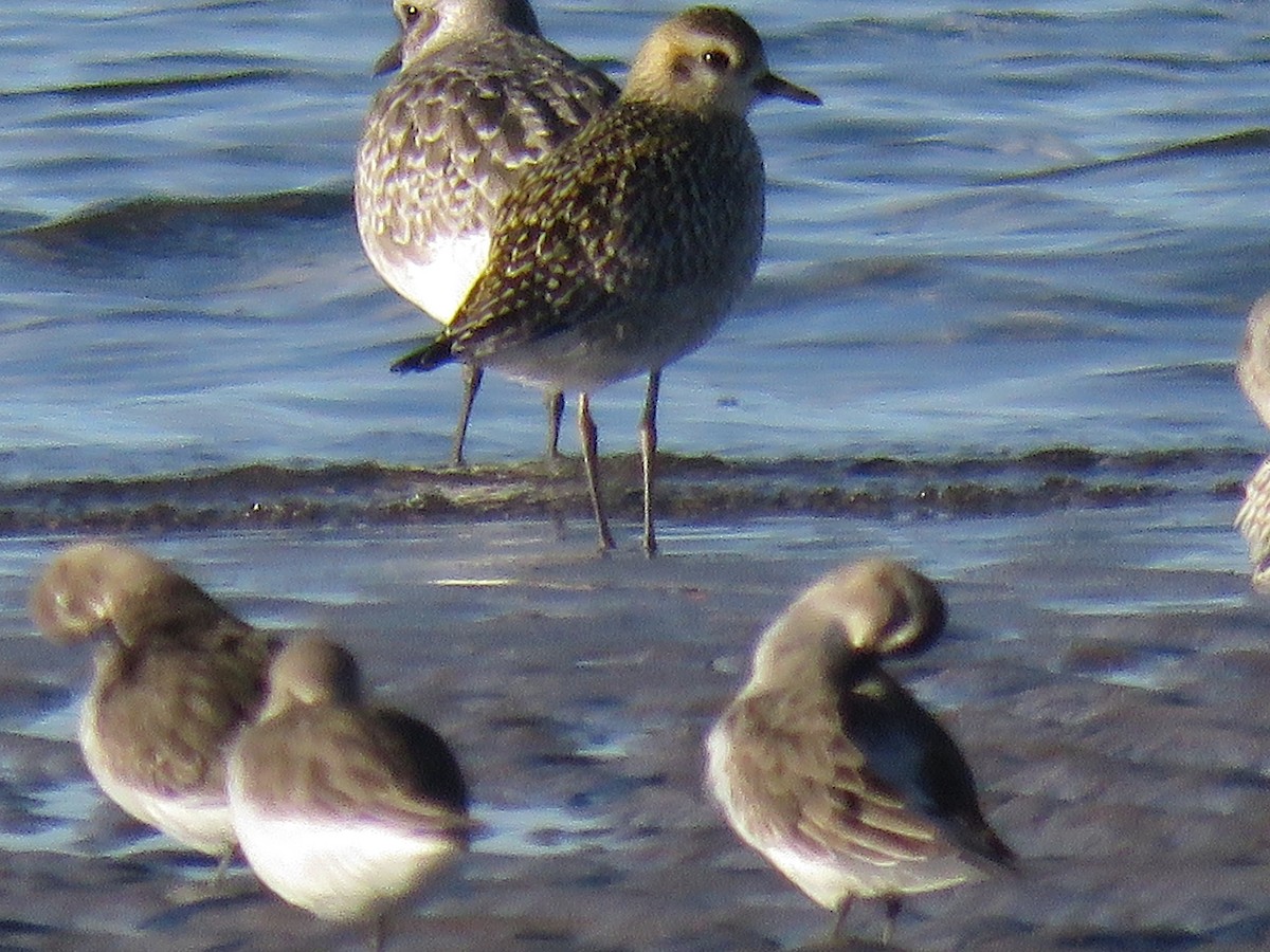 Pacific Golden-Plover - ML645481099