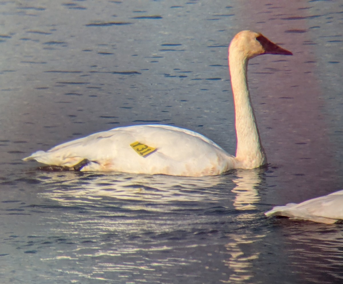 Trumpeter Swan - ML645481103