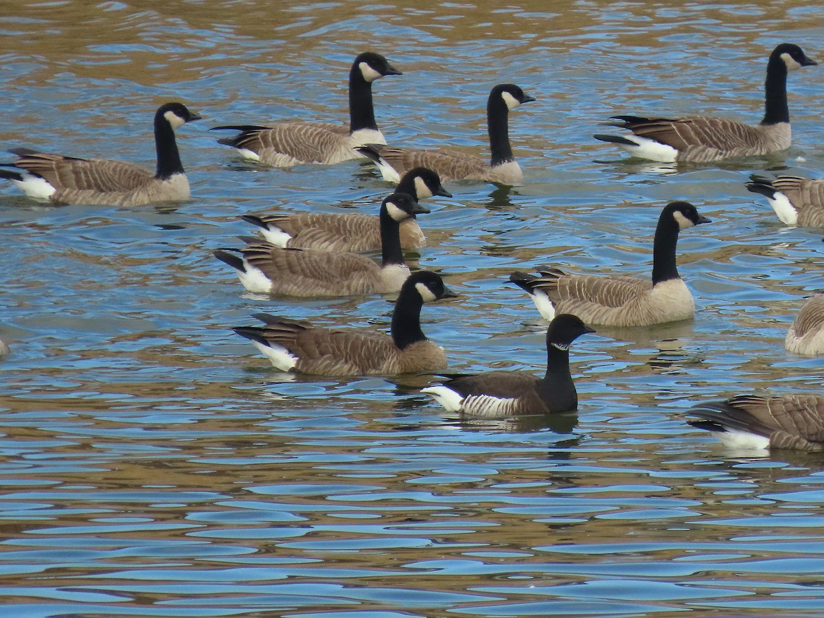 Barnacla Canadiense Grande - ML645481105