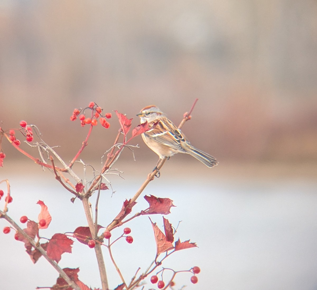 American Tree Sparrow - ML645481109