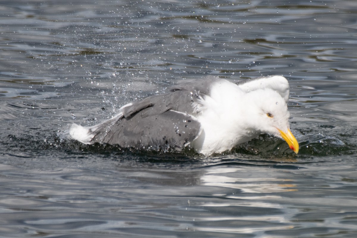 Western Gull - ML645481110