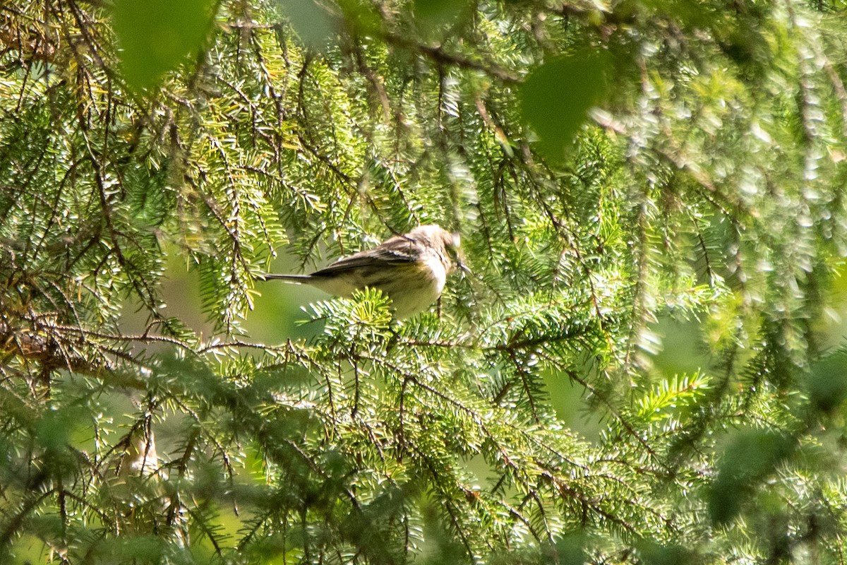 Yellow-rumped Warbler (Myrtle) - ML645481114