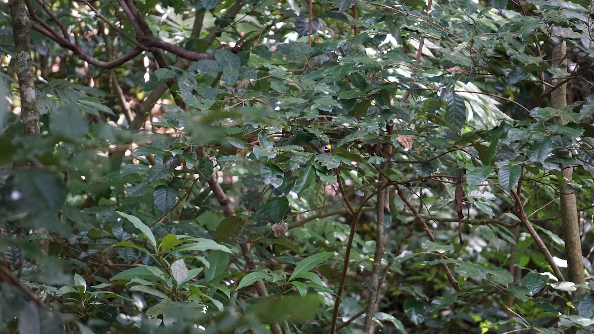 Paruline à ailes dorées - ML645481117