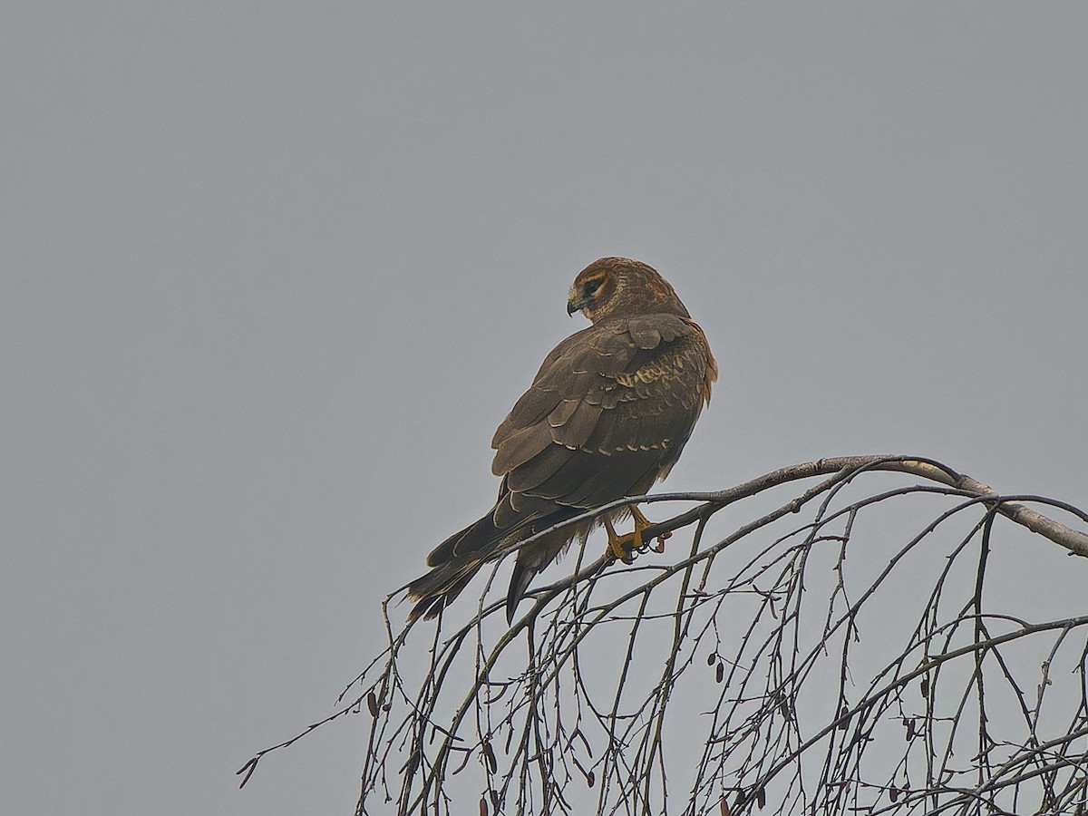 Лунь американський - ML645481118