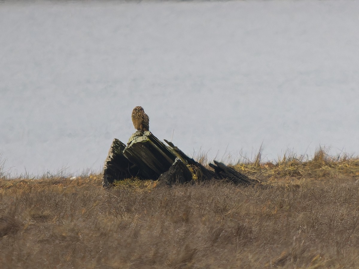 Short-eared Owl - ML645481119