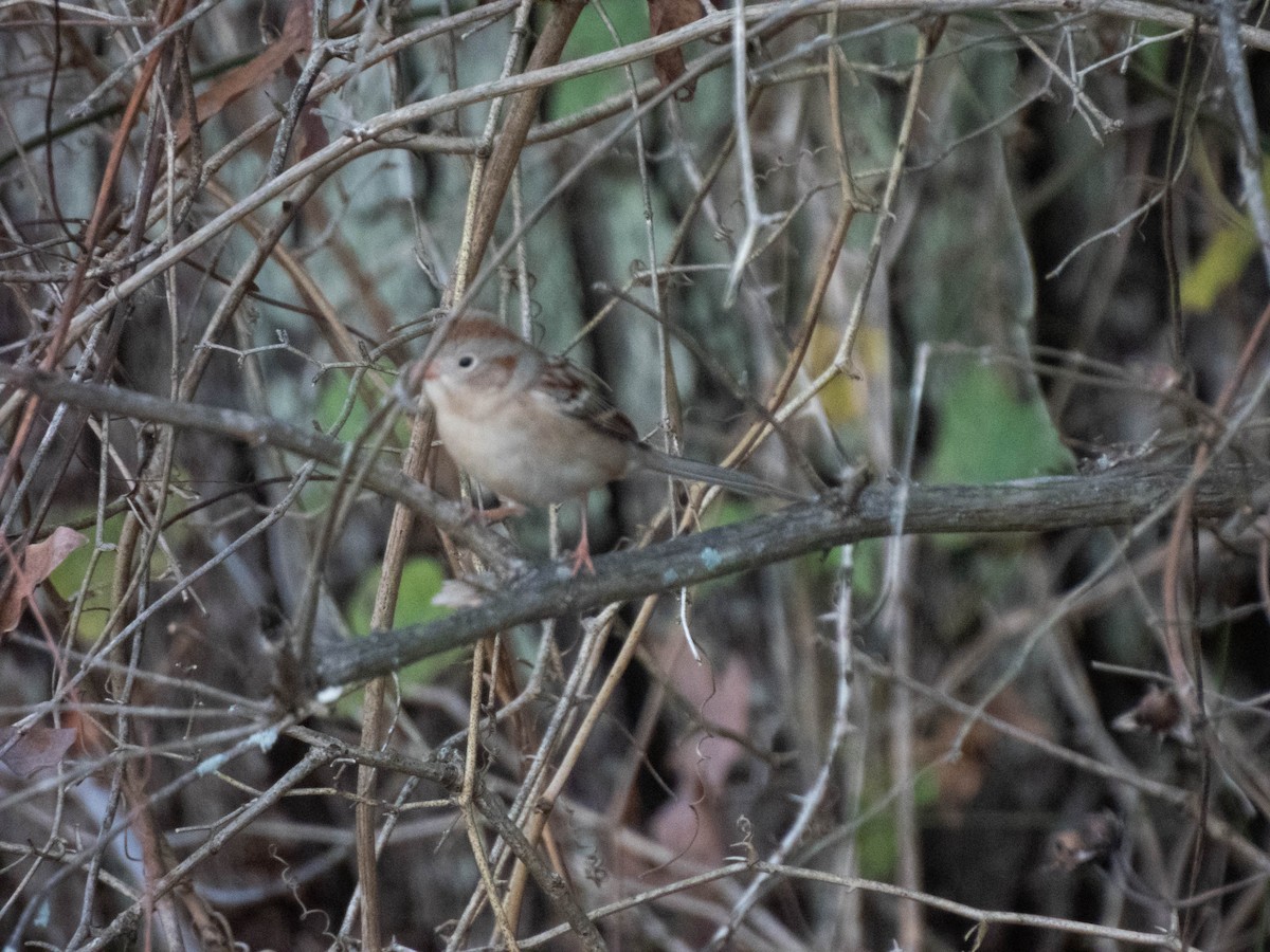 Field Sparrow - ML645481120