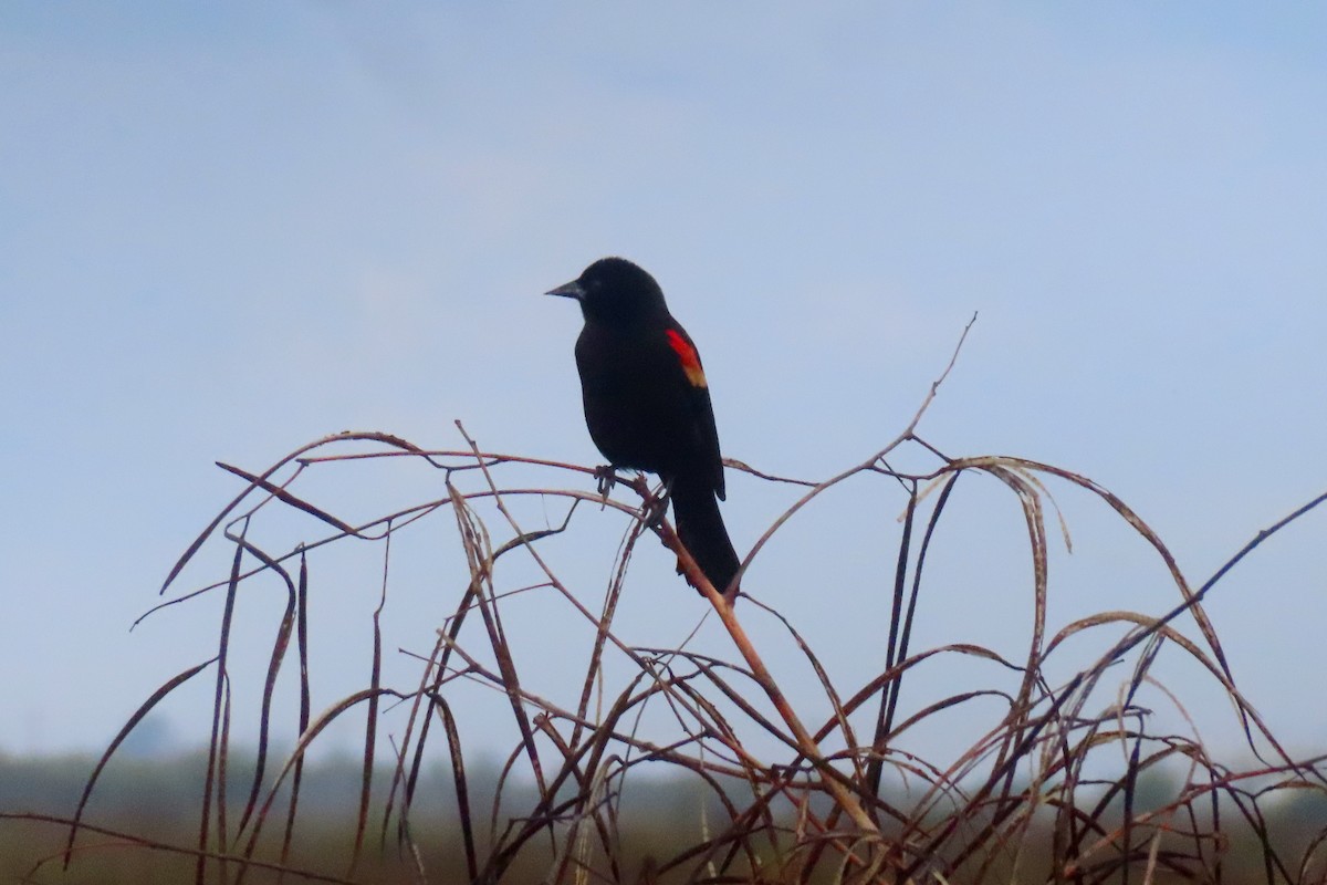 Красноплечий трупиал - ML645481121