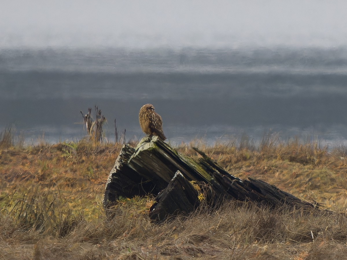 Short-eared Owl - ML645481123