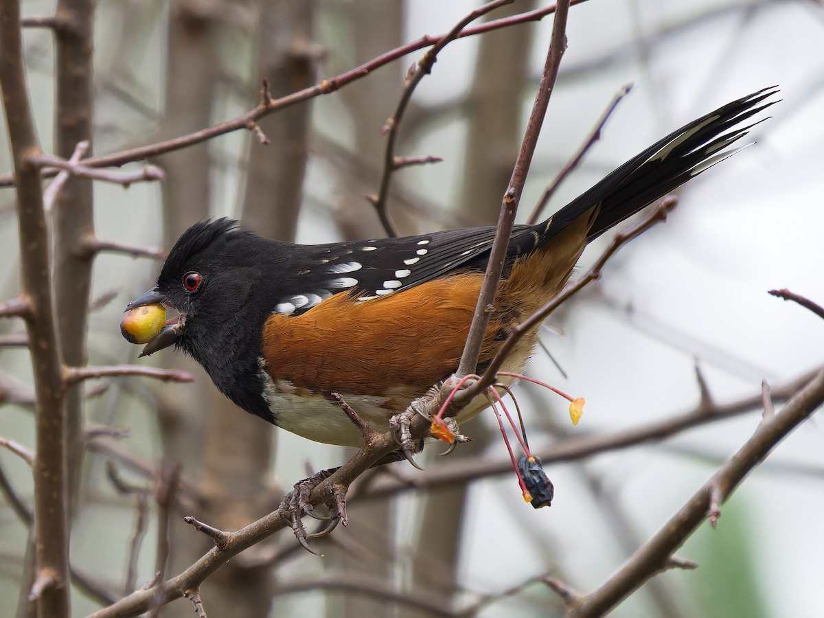 Spotted Towhee - ML645481125