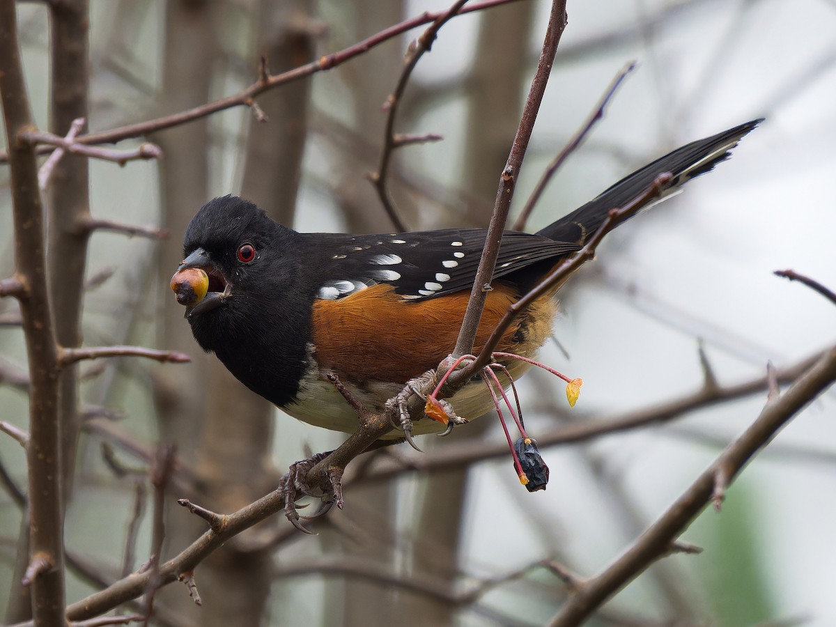 Spotted Towhee - ML645481129