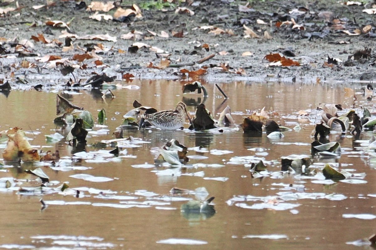 Wilson's Snipe - ML645481130