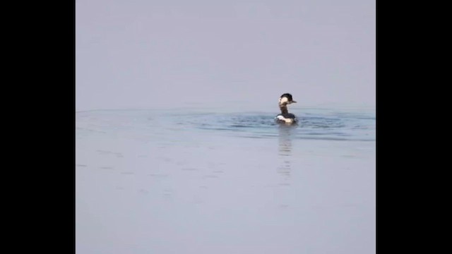 Eared Grebe - ML645481139