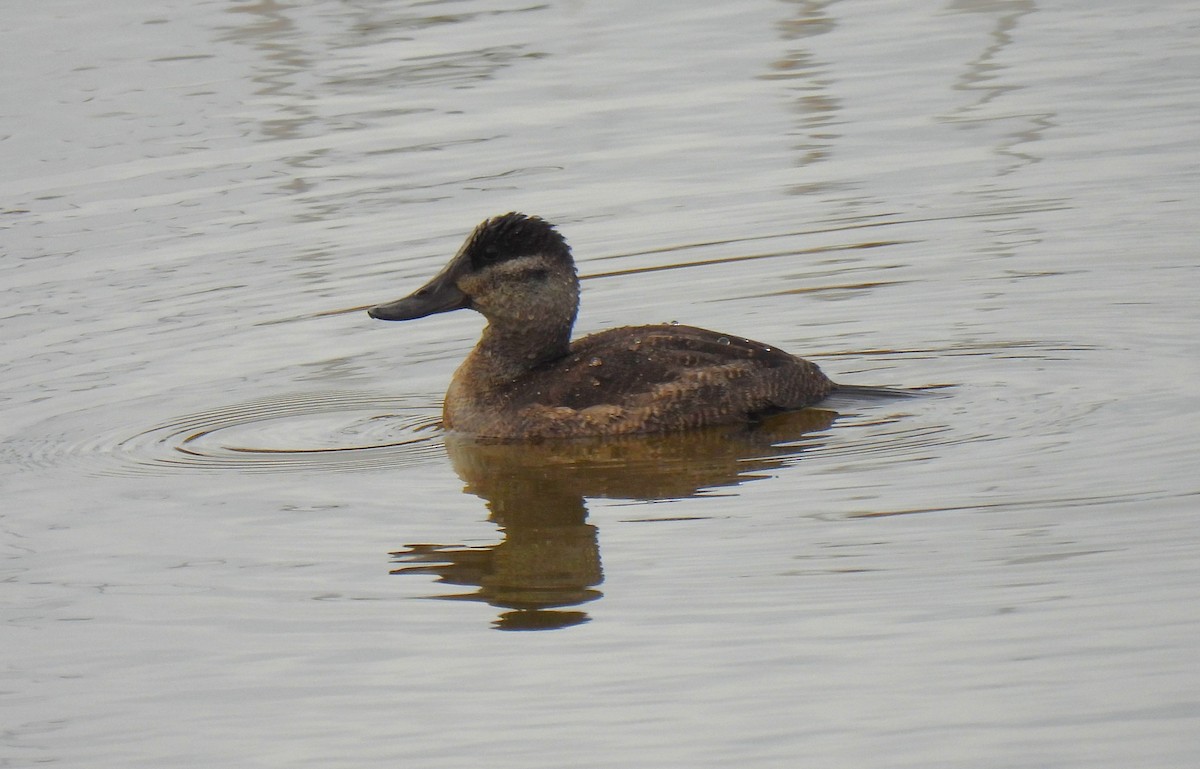 Американская савка - ML645481140