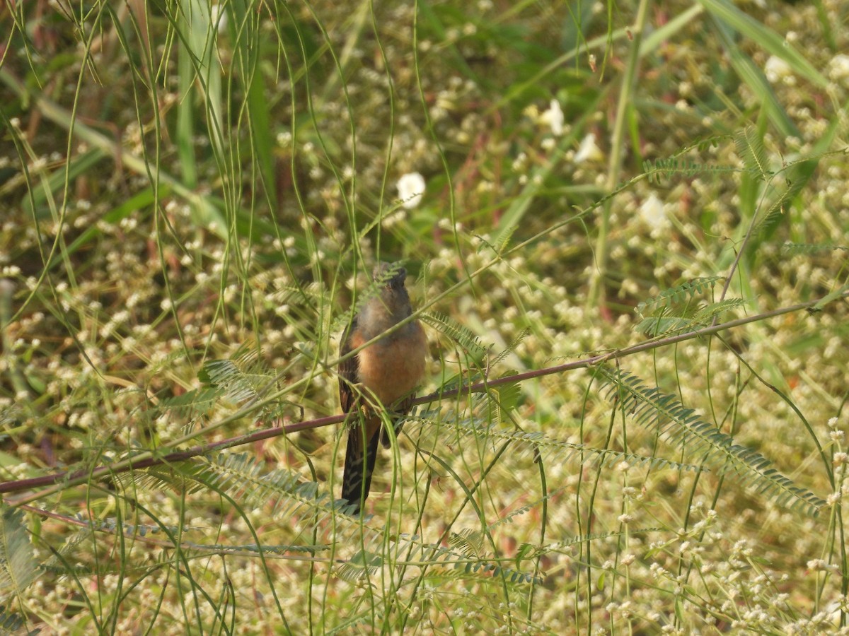 Plaintive Cuckoo - ML645481141