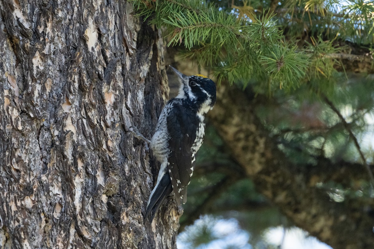 American Three-toed Woodpecker (Rocky Mts.) - ML645481143