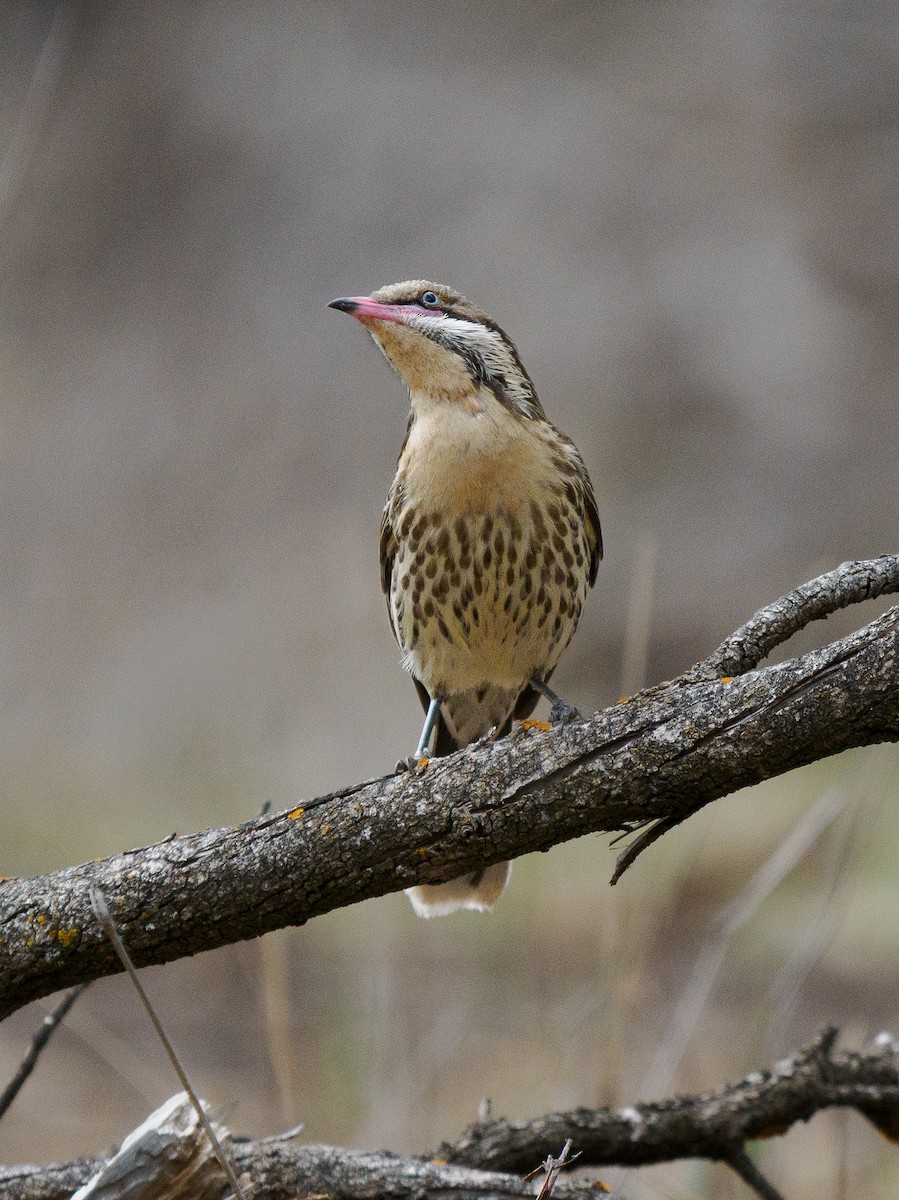 rosennebbhonningeter - ML645481144