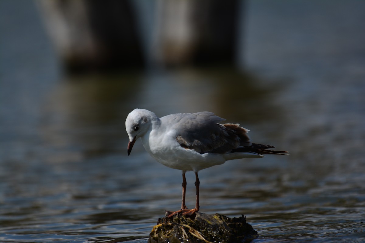 Gray-hooded Gull - ML645481149