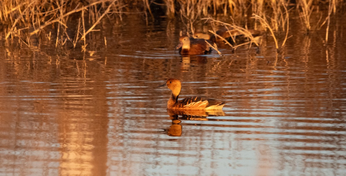 Fulvous Whistling-Duck - ML645481150