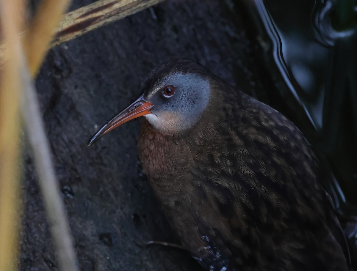 Virginia Rail - ML645481157