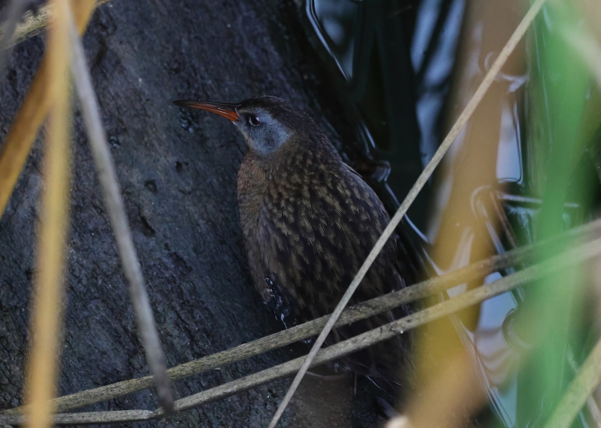 Virginia Rail - ML645481158