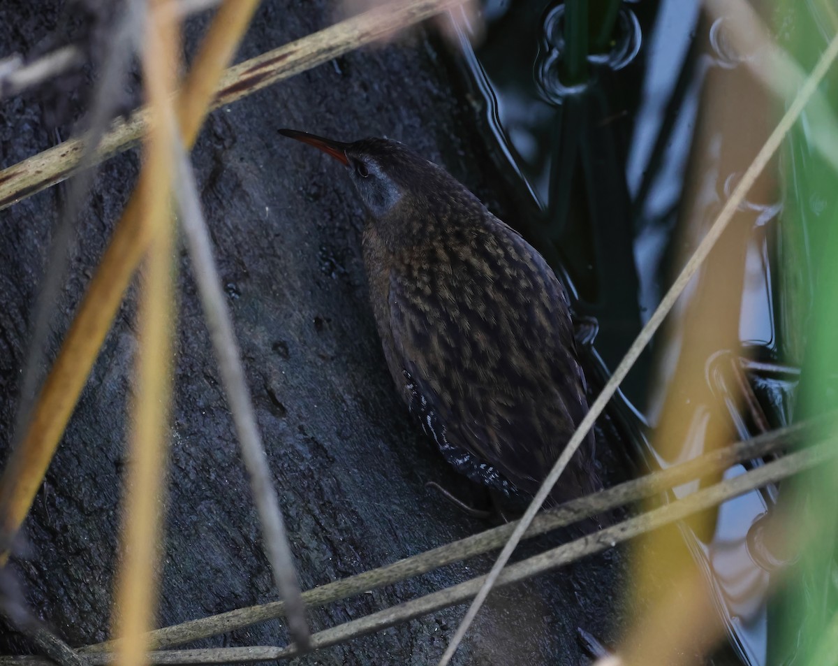 Virginia Rail - ML645481159