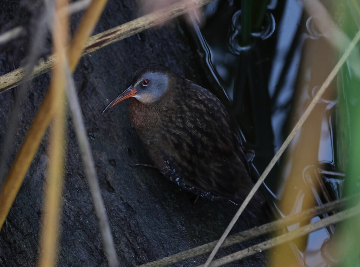 Virginia Rail - ML645481186