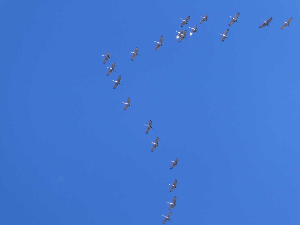 Sandhill Crane - ML645481190