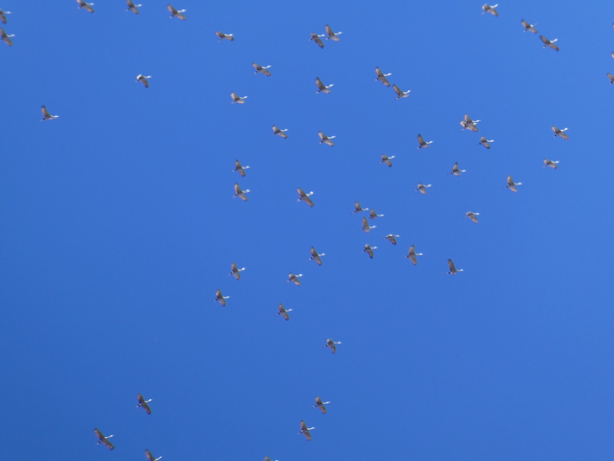 Sandhill Crane - ML645481191