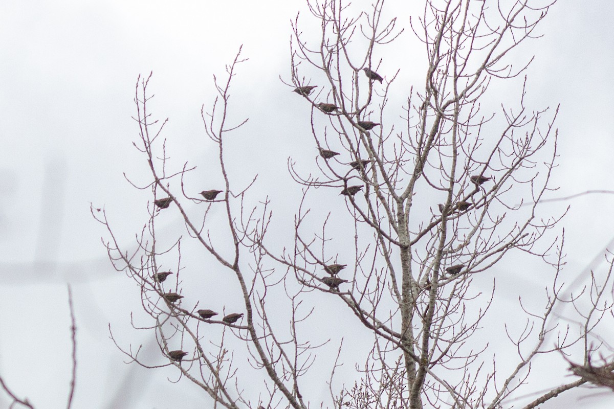 Estornino Pinto - ML645481195