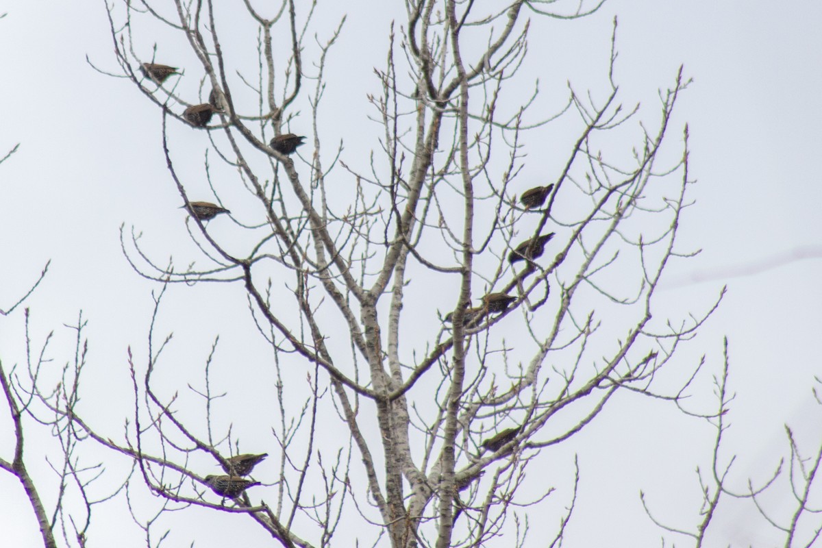 Estornino Pinto - ML645481197