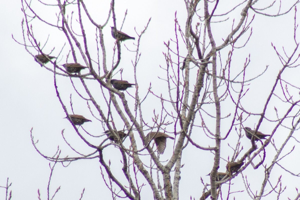 Estornino Pinto - ML645481198