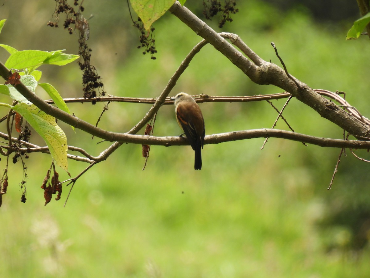 Brown-backed Chat-Tyrant - ML645481200