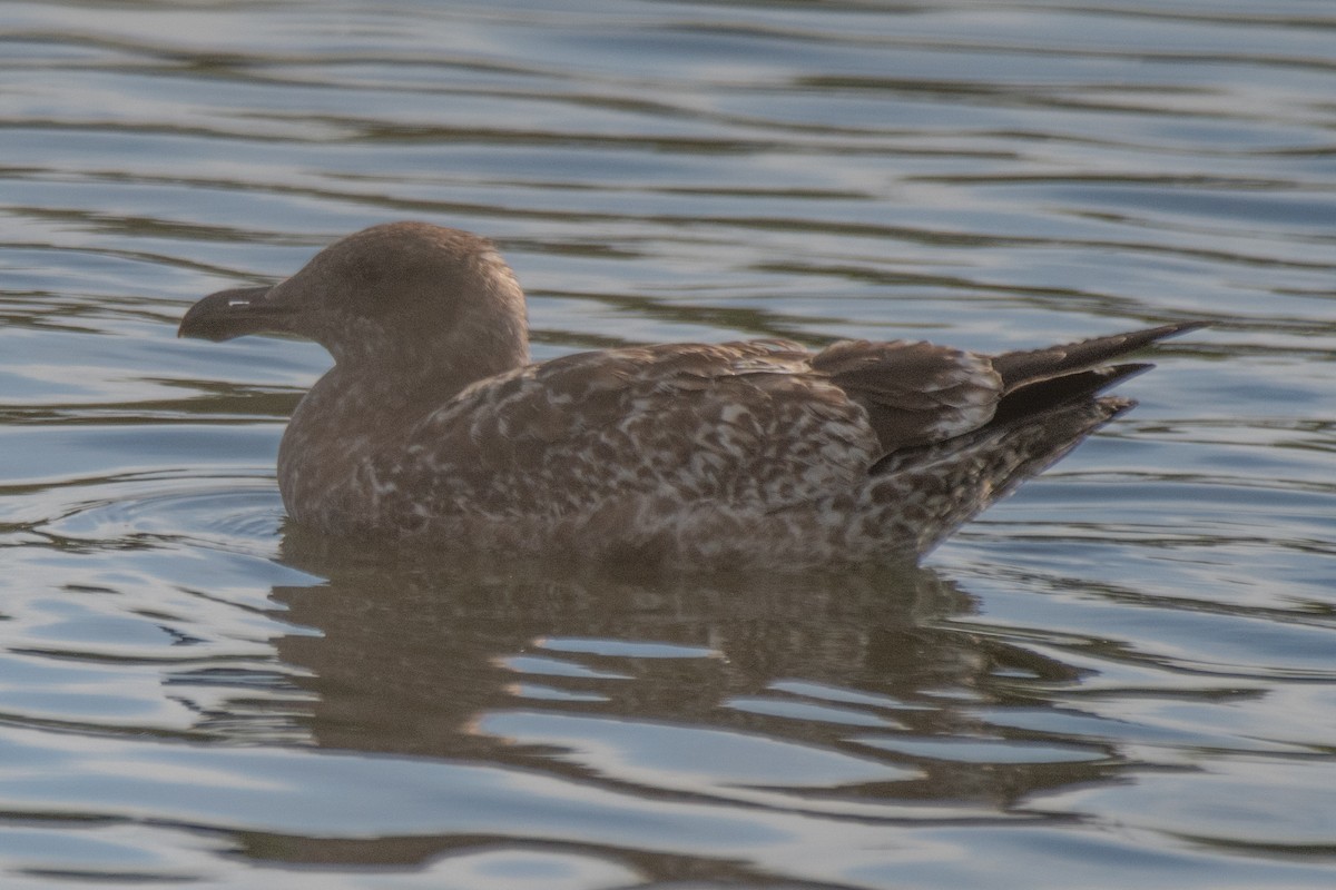 California Gull - ML645481201