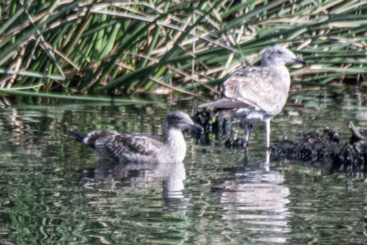 California Gull - ML645481202