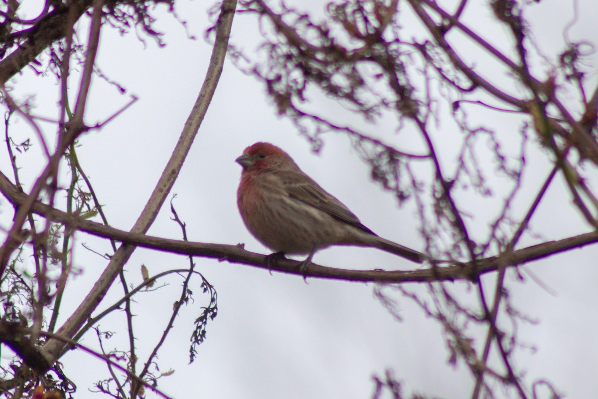 hýl rudoprsý - ML645481203