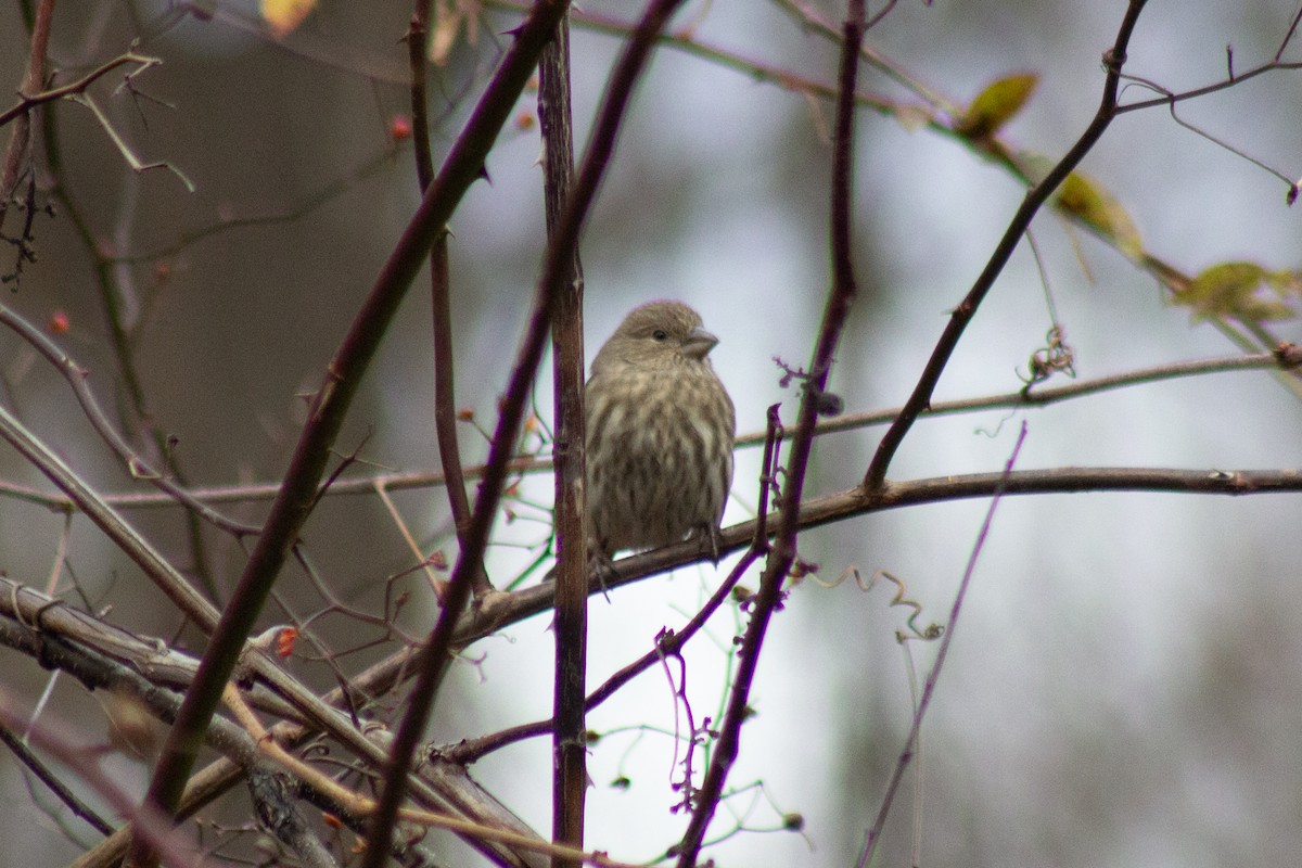 hýl rudoprsý - ML645481204