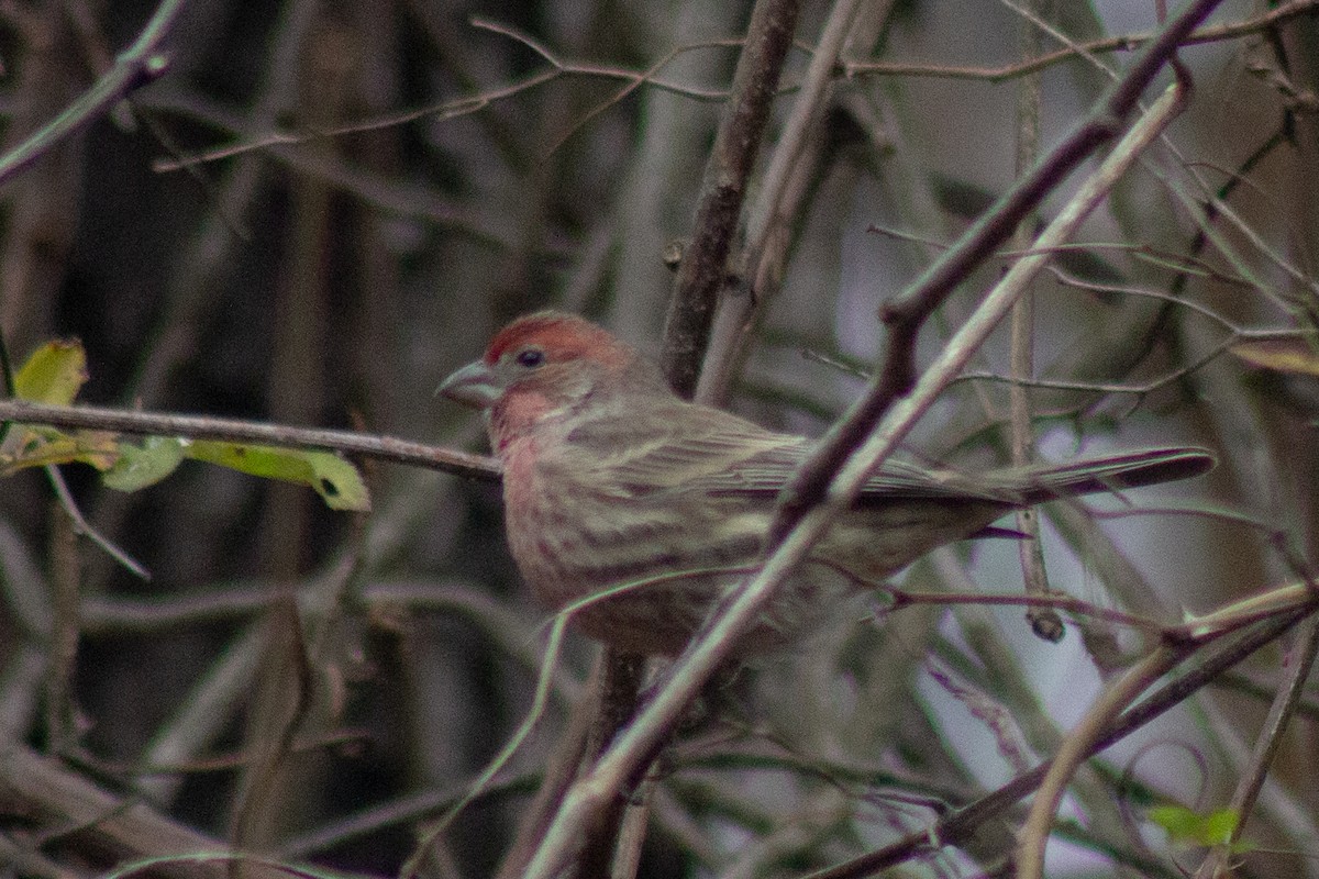 hýl rudoprsý - ML645481205