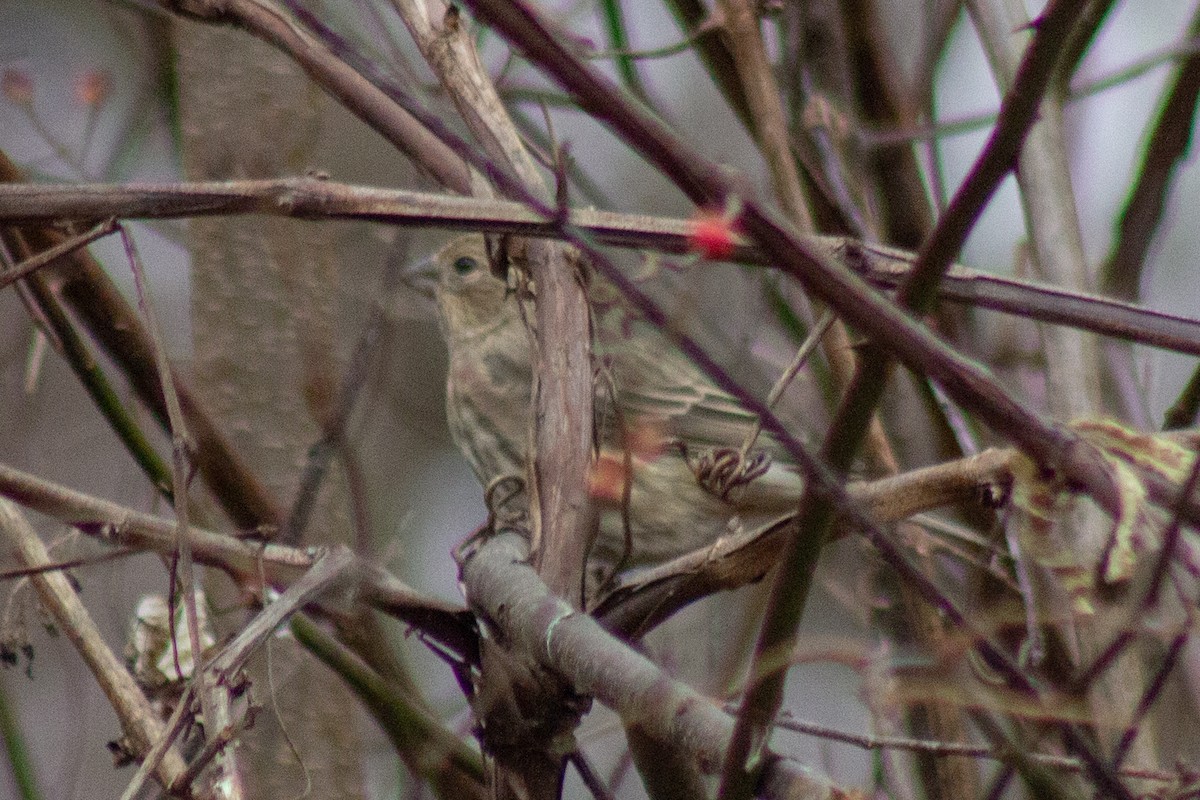 hýl rudoprsý - ML645481206