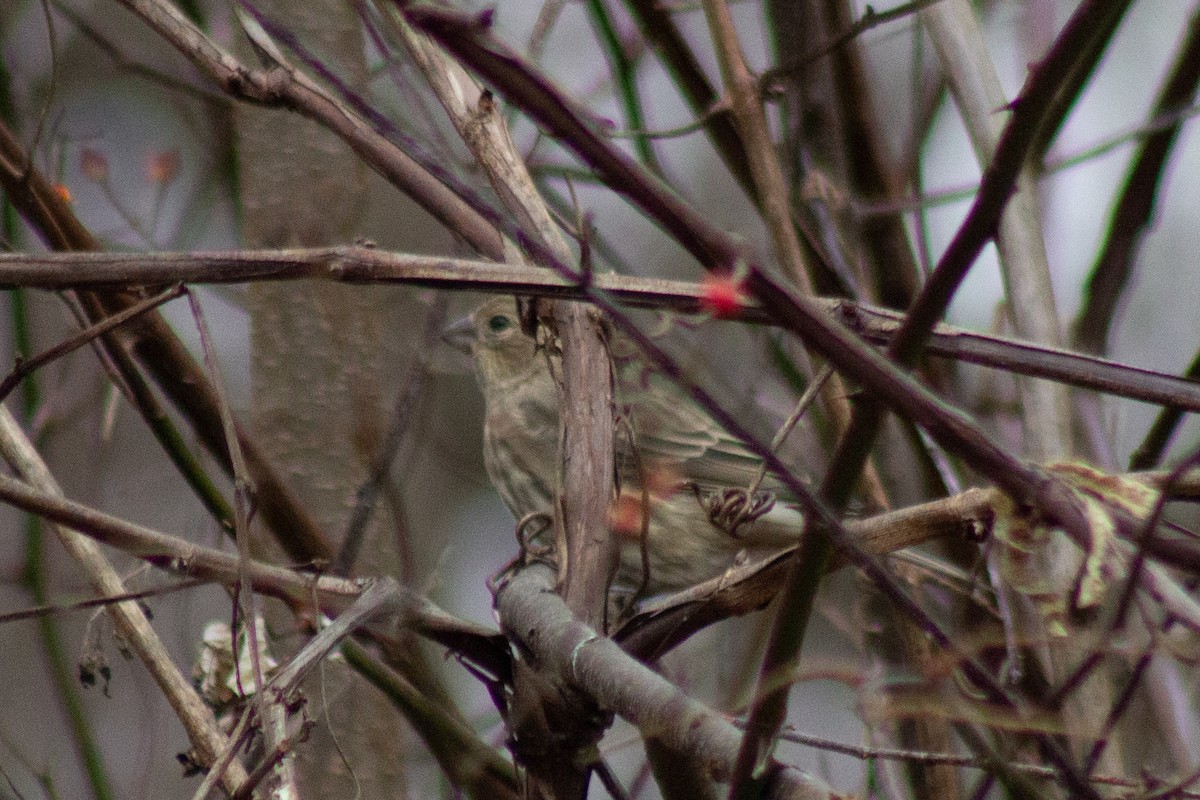 hýl rudoprsý - ML645481207