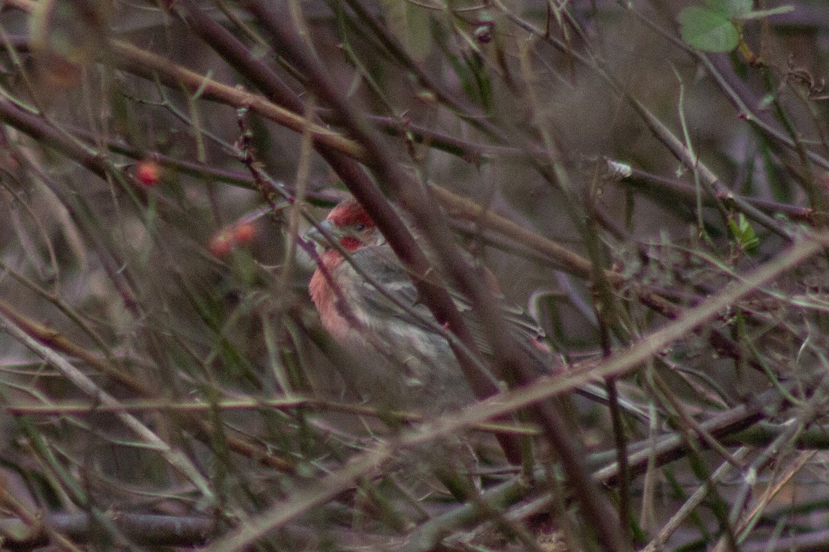 hýl rudoprsý - ML645481208