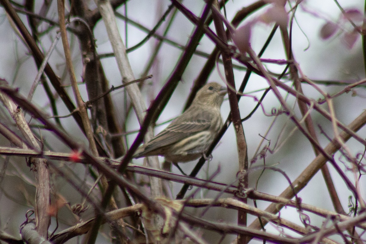 hýl rudoprsý - ML645481209