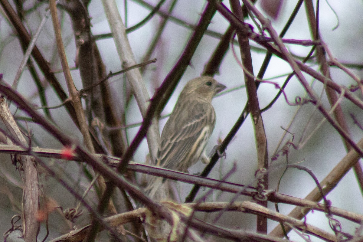 hýl rudoprsý - ML645481210