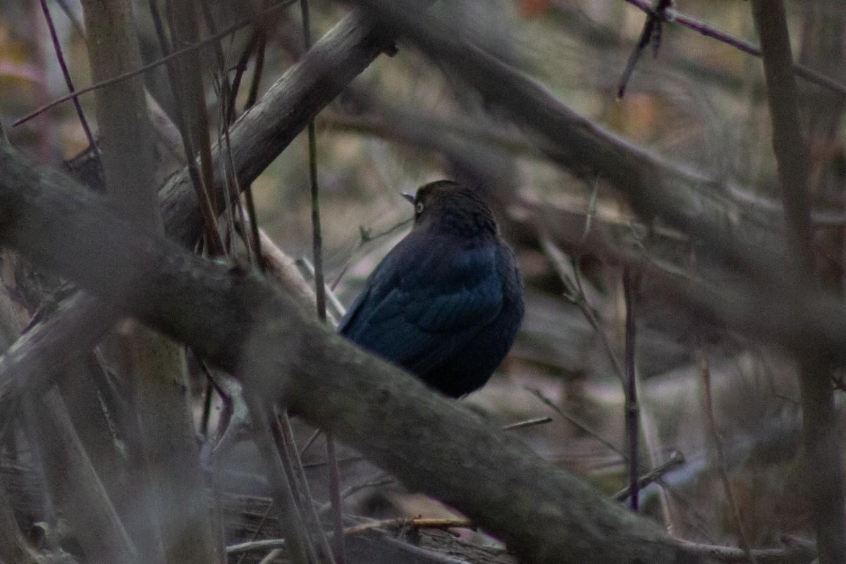 Rusty Blackbird - ML645481212